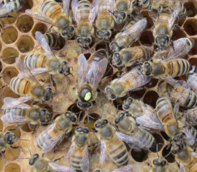 Hexton Hives